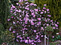 Rhododendron Praecox IMG_5249 Różanecznik